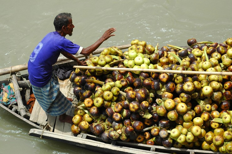 Owoce taal (Bangladesh 2008)